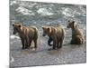 Three Grizzly Bear, Cubs (2-Year) Salmon Brooks River, Katmai National Park, Alaska, USA-Eric Baccega-Mounted Photographic Print