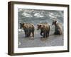 Three Grizzly Bear, Cubs (2-Year) Salmon Brooks River, Katmai National Park, Alaska, USA-Eric Baccega-Framed Photographic Print