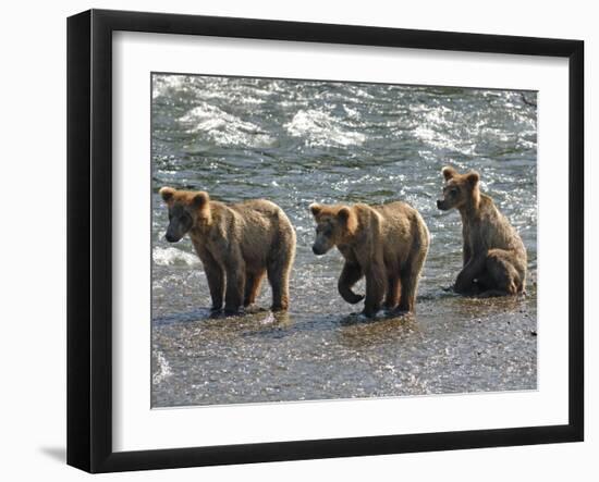 Three Grizzly Bear, Cubs (2-Year) Salmon Brooks River, Katmai National Park, Alaska, USA-Eric Baccega-Framed Photographic Print