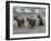 Three Grizzly Bear, Cubs (2-Year) Salmon Brooks River, Katmai National Park, Alaska, USA-Eric Baccega-Framed Photographic Print