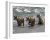 Three Grizzly Bear, Cubs (2-Year) Salmon Brooks River, Katmai National Park, Alaska, USA-Eric Baccega-Framed Photographic Print