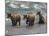 Three Grizzly Bear, Cubs (2-Year) Salmon Brooks River, Katmai National Park, Alaska, USA-Eric Baccega-Mounted Photographic Print