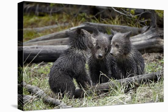 Three Grizzly Bear (Ursus Arctos Horribilis) Cubs of the Year-James Hager-Stretched Canvas