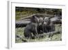 Three Grizzly Bear (Ursus Arctos Horribilis) Cubs of the Year-James Hager-Framed Photographic Print