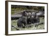 Three Grizzly Bear (Ursus Arctos Horribilis) Cubs of the Year-James Hager-Framed Photographic Print