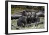 Three Grizzly Bear (Ursus Arctos Horribilis) Cubs of the Year-James Hager-Framed Photographic Print