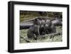 Three Grizzly Bear (Ursus Arctos Horribilis) Cubs of the Year-James Hager-Framed Photographic Print