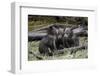 Three Grizzly Bear (Ursus Arctos Horribilis) Cubs of the Year-James Hager-Framed Photographic Print