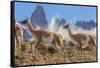 Three Guanacos running over hillside, Patagonia, Chile-Nick Garbutt-Framed Stretched Canvas