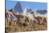 Three Guanacos running over hillside, Patagonia, Chile-Nick Garbutt-Stretched Canvas