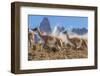 Three Guanacos running over hillside, Patagonia, Chile-Nick Garbutt-Framed Photographic Print