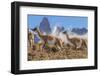 Three Guanacos running over hillside, Patagonia, Chile-Nick Garbutt-Framed Photographic Print