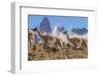 Three Guanacos running over hillside, Patagonia, Chile-Nick Garbutt-Framed Photographic Print