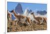 Three Guanacos running over hillside, Patagonia, Chile-Nick Garbutt-Framed Photographic Print