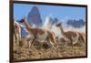 Three Guanacos running over hillside, Patagonia, Chile-Nick Garbutt-Framed Photographic Print