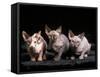 Three Hairless, Sphinx Cats-Adriano Bacchella-Framed Stretched Canvas