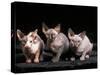 Three Hairless, Sphinx Cats-Adriano Bacchella-Stretched Canvas