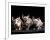 Three Hairless, Sphinx Cats-Adriano Bacchella-Framed Photographic Print