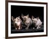 Three Hairless, Sphinx Cats-Adriano Bacchella-Framed Photographic Print