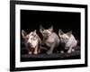 Three Hairless, Sphinx Cats-Adriano Bacchella-Framed Photographic Print