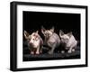 Three Hairless, Sphinx Cats-Adriano Bacchella-Framed Photographic Print