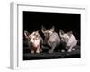 Three Hairless, Sphinx Cats-Adriano Bacchella-Framed Photographic Print