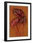 Three Hairy Leaves-Den Reader-Framed Photographic Print