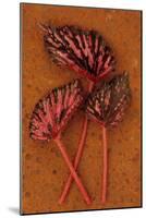 Three Hairy Leaves-Den Reader-Mounted Photographic Print