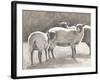 Three Heirloom Sheep-Gwendolyn Babbitt-Framed Art Print