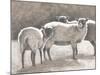 Three Heirloom Sheep-Gwendolyn Babbitt-Mounted Art Print