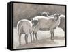 Three Heirloom Sheep-Gwendolyn Babbitt-Framed Stretched Canvas
