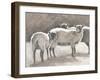 Three Heirloom Sheep-Gwendolyn Babbitt-Framed Art Print