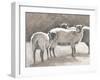Three Heirloom Sheep-Gwendolyn Babbitt-Framed Art Print