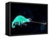 Three-horned Chameleon Capturing a Cricket, Native to Camerouns-David Northcott-Framed Stretched Canvas