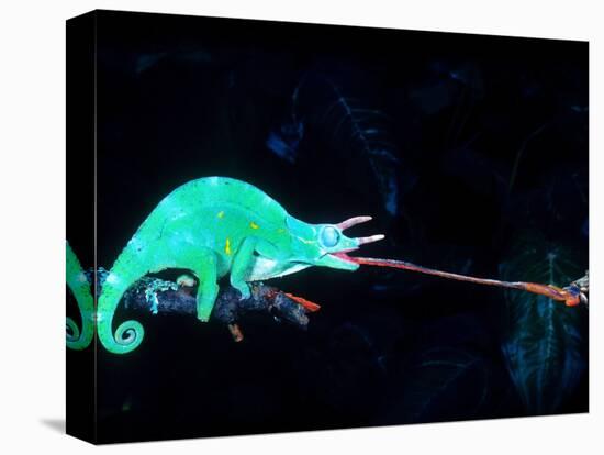 Three-horned Chameleon Capturing a Cricket, Native to Camerouns-David Northcott-Stretched Canvas