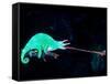 Three-horned Chameleon Capturing a Cricket, Native to Camerouns-David Northcott-Framed Stretched Canvas