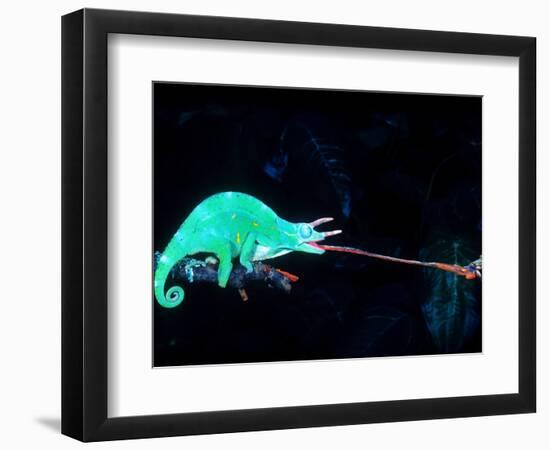 Three-horned Chameleon Capturing a Cricket, Native to Camerouns-David Northcott-Framed Photographic Print