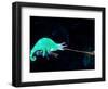 Three-horned Chameleon Capturing a Cricket, Native to Camerouns-David Northcott-Framed Photographic Print