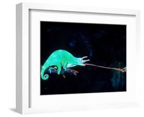 Three-horned Chameleon Capturing a Cricket, Native to Camerouns-David Northcott-Framed Photographic Print