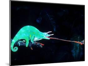 Three-horned Chameleon Capturing a Cricket, Native to Camerouns-David Northcott-Mounted Photographic Print