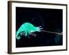 Three-horned Chameleon Capturing a Cricket, Native to Camerouns-David Northcott-Framed Photographic Print