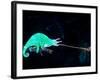 Three-horned Chameleon Capturing a Cricket, Native to Camerouns-David Northcott-Framed Photographic Print