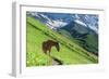 Three Horse in High Mountains-mr. Smith-Framed Photographic Print