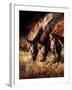 Three Horses Drinking in Dusky Light-Sheila Haddad-Framed Premium Photographic Print