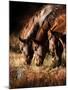 Three Horses Drinking in Dusky Light-Sheila Haddad-Mounted Premium Photographic Print