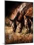 Three Horses Drinking in Dusky Light-Sheila Haddad-Mounted Photographic Print