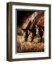 Three Horses Drinking in Dusky Light-Sheila Haddad-Framed Photographic Print