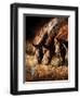 Three Horses Drinking in Dusky Light-Sheila Haddad-Framed Photographic Print