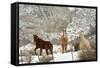 Three Horses in Pasture with Snow, Near Kanab, Utah-Howie Garber-Framed Stretched Canvas