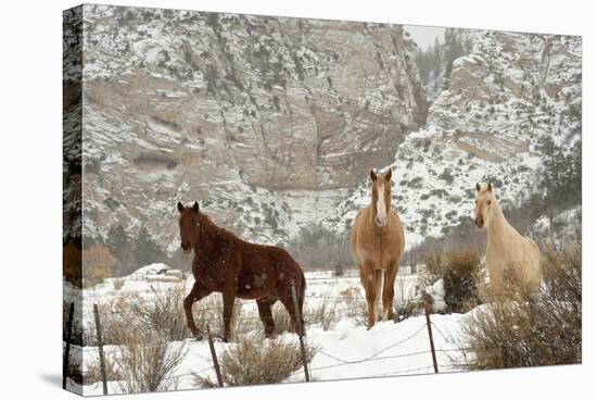 Three Horses in Pasture with Snow, Near Kanab, Utah-Howie Garber-Stretched Canvas